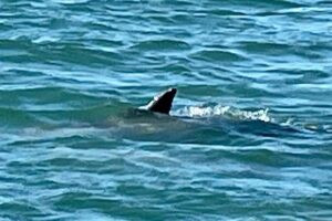 Private Dolphin and Snorkeling Tours