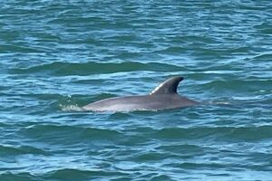 Private Dolphin and Snorkeling Tours