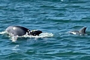 Private Dolphin and Snorkeling Tours