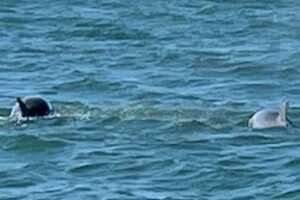 Private Dolphin and Snorkeling Tours