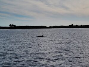 Split Charter Dolphin and Snorkeling Tours