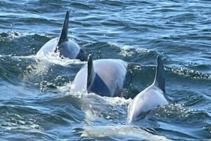 Private Dolphin and Snorkeling Tours