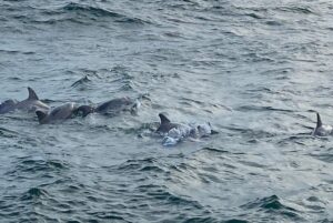 Private Dolphin and Snorkeling Tours