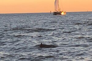 Private Dolphin and Snorkeling Tours