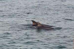 Private Dolphin and Snorkeling Tours